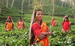 茶畑で働く女性たちと色とりどりのサリー、自然と伝統の風景
