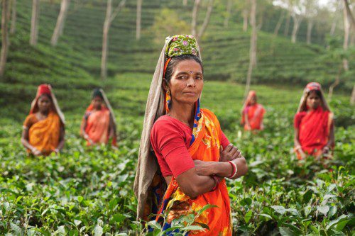 茶畑で働く女性たちと色とりどりのサリー、自然と伝統の風景